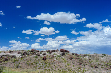 Petrified Forest