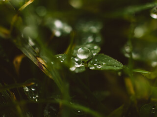 water drops on a leaf