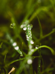 Grass with water droplets