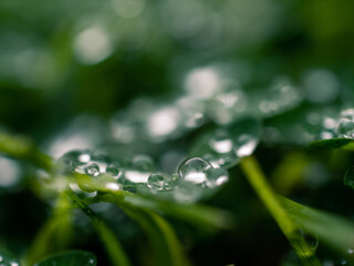 water drops on a green leaf