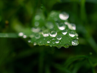 water drops on a green leaf