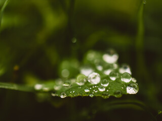 water drops on a leaf