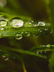 Water drops on grass