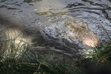 Albino alligators underwater