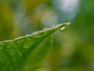 water drops on a green leaf