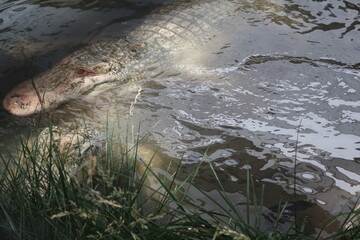 Albino alligators underwater