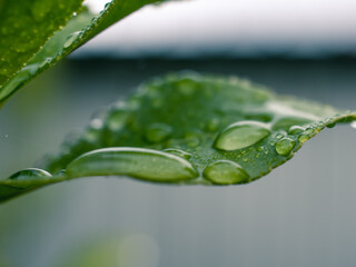 water drops on leaf