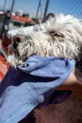 dog enjoying being dried