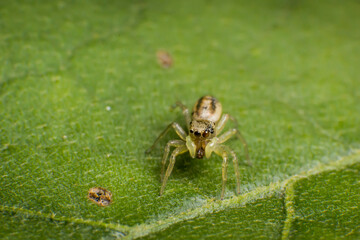 spider