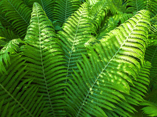 Fototapeta na wymiar fresh young leaves of ferns in a forest on sunny summer day. green nature background