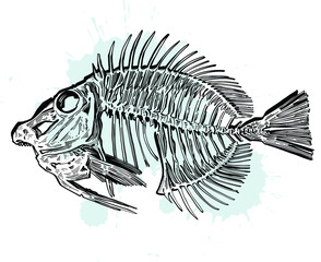 skeleton of a fish © xamyak13