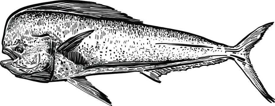 The vector illustration of the ocean fish Mahi-mahi