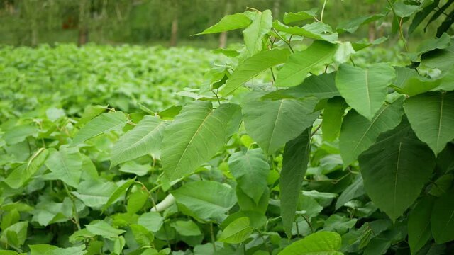 Knotweed Reynoutria Fallopia japonica Sakhalin Japanese, invasive expansive species of dangerous plants leaf, leaves fruits, Asia Japan sachalinensis intruder neophyte calamity flowers gatecrasher