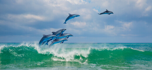 Group of dolphins jumping on the water 