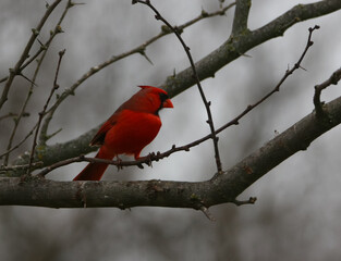Red Male Cardinal Songbird Perched on a Dormant Tree Limb in the Rain