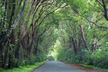 A tree lined road in Northern Rivers, New South Wales, Australia