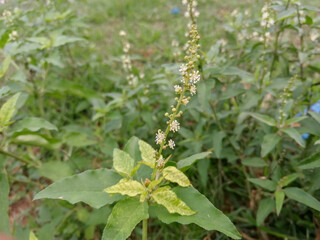A typical flowering palnt and wild strawberry plant