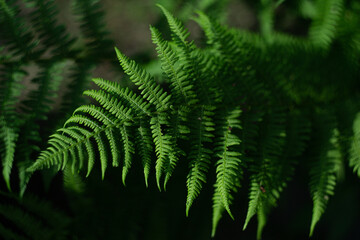 Fototapeta na wymiar branch of a fern on a dark background 