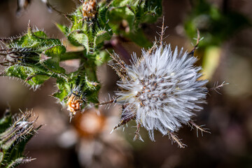 Seed Head of the Bristly Oxtongue 