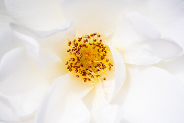 Macro Shot of a White Rose
