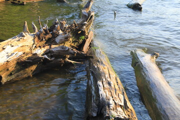 Driftwood in the water