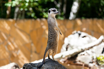 Naklejka na ściany i meble One young meerkat stands on a stone and guards the territory of the family
