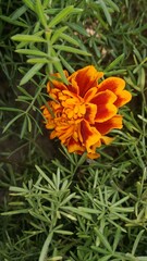 orange flower in the garden nature represented and small leaves