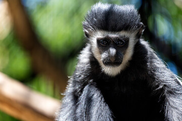 Obraz premium Portrait of an adult black and white lemur sadly sitting on a tree branch