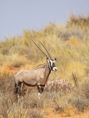 A Gemsbok on a Kalahari Dune