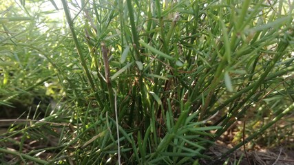Grass from a low angle view and close-up 