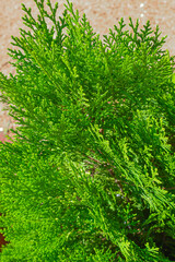 Beautiful Green Leaves on Tree at the garden.