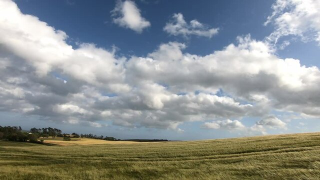 Yellow wheat field swaying on wind with passing white clouds in time lapse