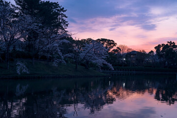 日本の春の公園・夕暮れの池のほとりに咲く桜と夕焼けのリフレクション　マジックアワー