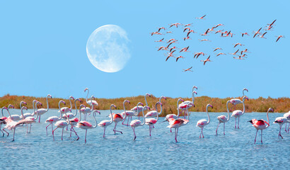 Flock of birds pink flamingo runing on the blue salt lake of Izmir bird paradise - Izmir, Turkey -...