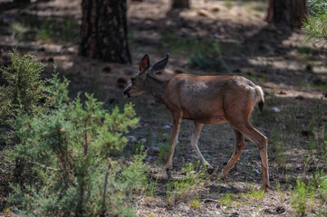 Mule Deer