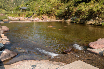 A flock of ducks swimming in the river