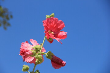 淡いピンク色のタチアオイの花部分