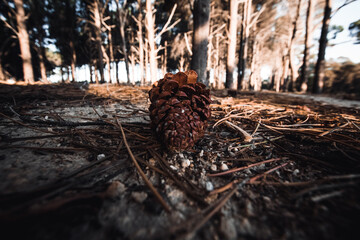 Pine Cone