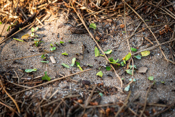 Black ants carrying tiny pieces of green leaves through the sand, sticks and dry grass