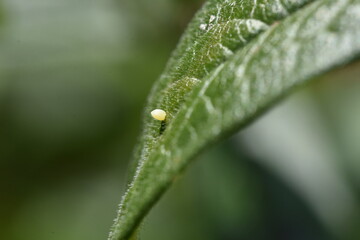 A Monarch butterfly (Danaus plexippus) egg attached to  the surface of a milkweed leaf.   Closeup....
