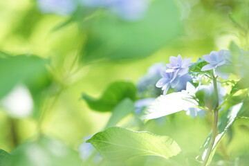 青い紫陽花と木漏れ日1 Wall Mural Wallpaper Murals Garden3