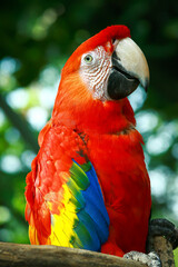 Red macaw parrot close up photo with blurry natural background