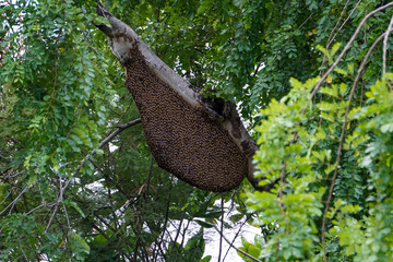 The bee hive on the tall tree in the forest.
