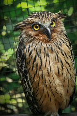 Owl with yellow staring eyes close up photo