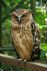Owl staring eyes stand on a twig inside the cage with blurry background