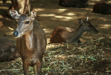 Row female deer standing under the tree with other female deer behind close up photo