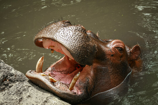 Hippopotamus open muzzle in the pond close up photo