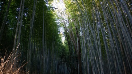 Arashiyama Bamboo Forest Path in Kyoto