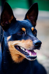 Cachorro Feliz