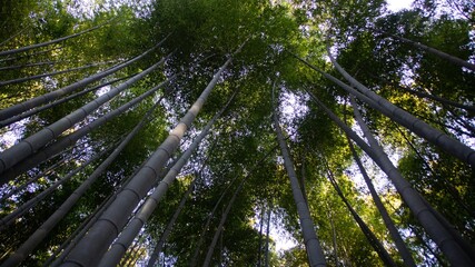 Fototapeta premium Arashiyama Bamboo Forest Path in Kyoto